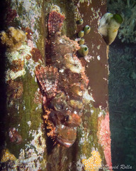 Scorpaenopsis oxycephalus