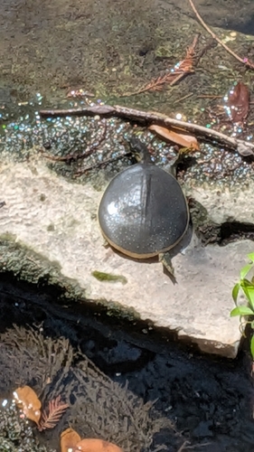 Spiny Softshell observed by lindymonster