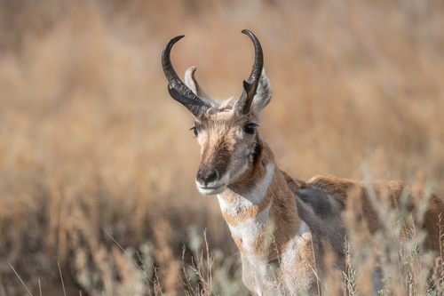Pronghorn photographed in North Dakota