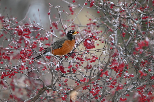 American Robin