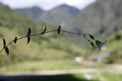 Drymaria grandiflora