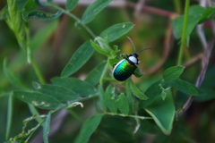 Asphaera albomarginata