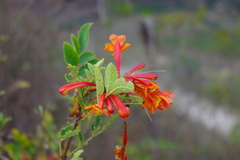 Tecoma rosifolia
