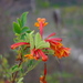 Tecoma rosifolia - Photo (c) Daniel Montesinos T, some rights reserved (CC BY-NC), uploaded by Daniel Montesinos T
