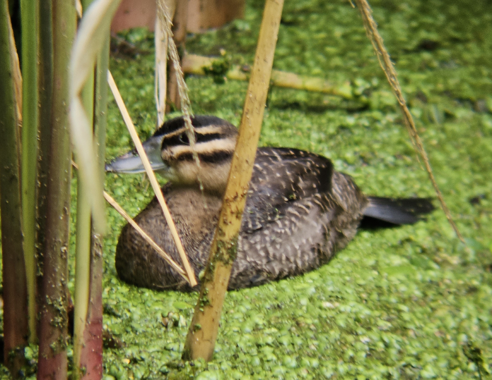 Masked Duck (Nomonyx dominicus), photo 4