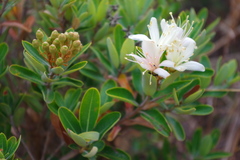 Bejaria