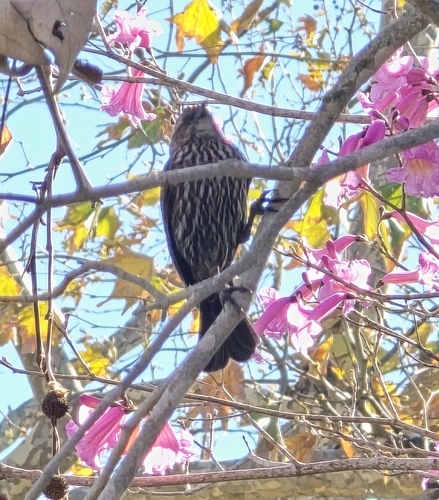 Red-winged Blackbird