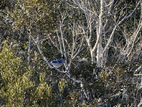 Blue Jay