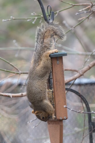 Eastern Fox Squirrel observed by utah_klaus