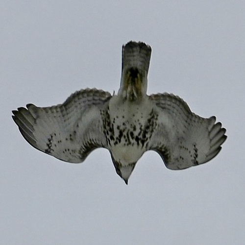 Red-tailed Hawk