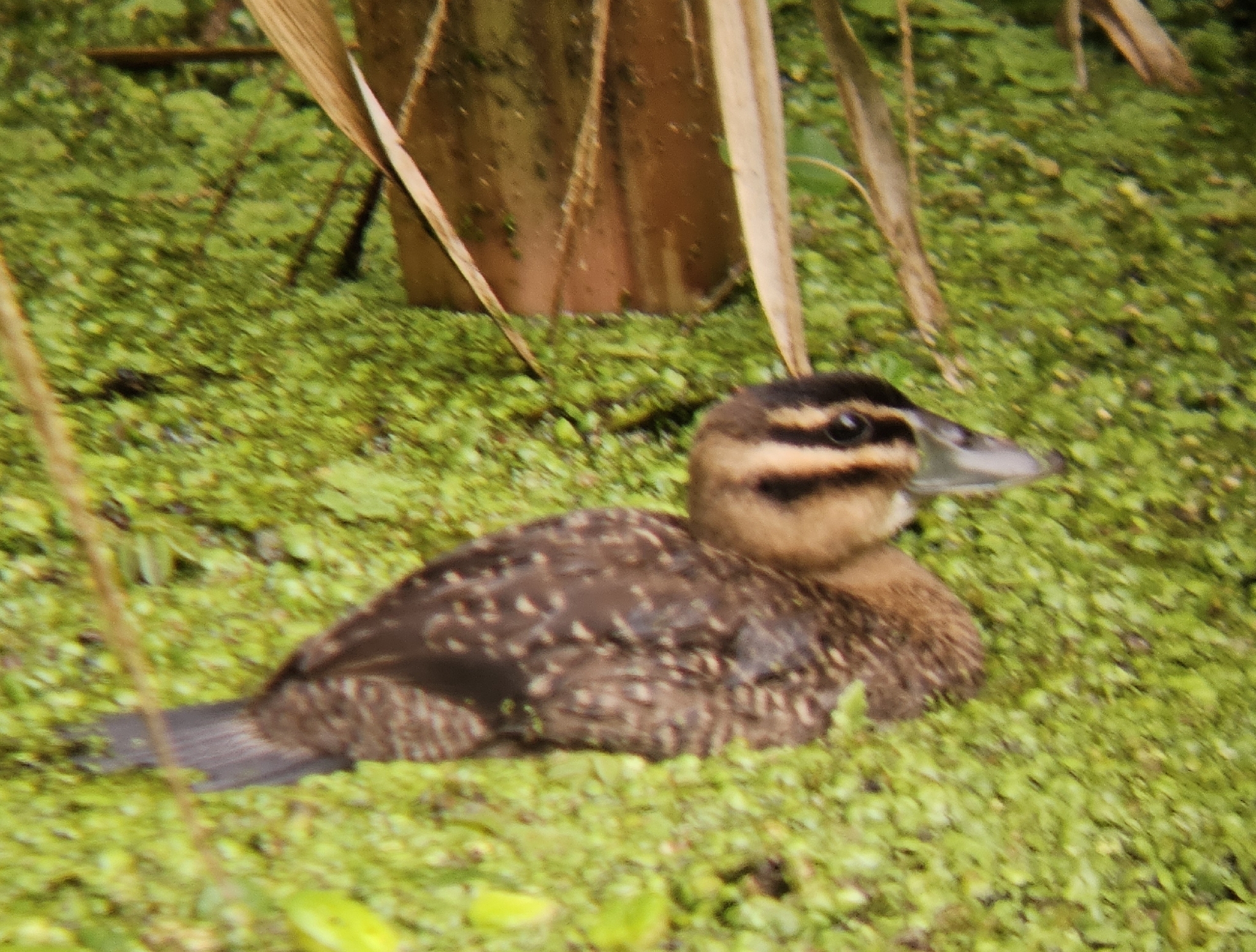 Masked Duck (Nomonyx dominicus), photo 5