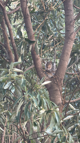 Eastern Gray Squirrel
