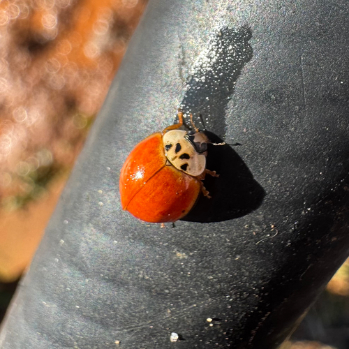Asian Lady Beetle