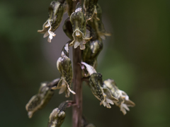 Gastrodia molloyi