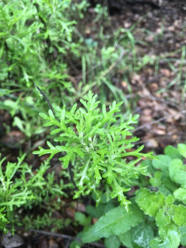 iNaturalist observation photo of Golden Yarrow