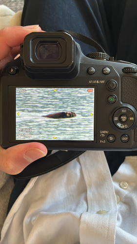 Sea Otter observed by brennanq