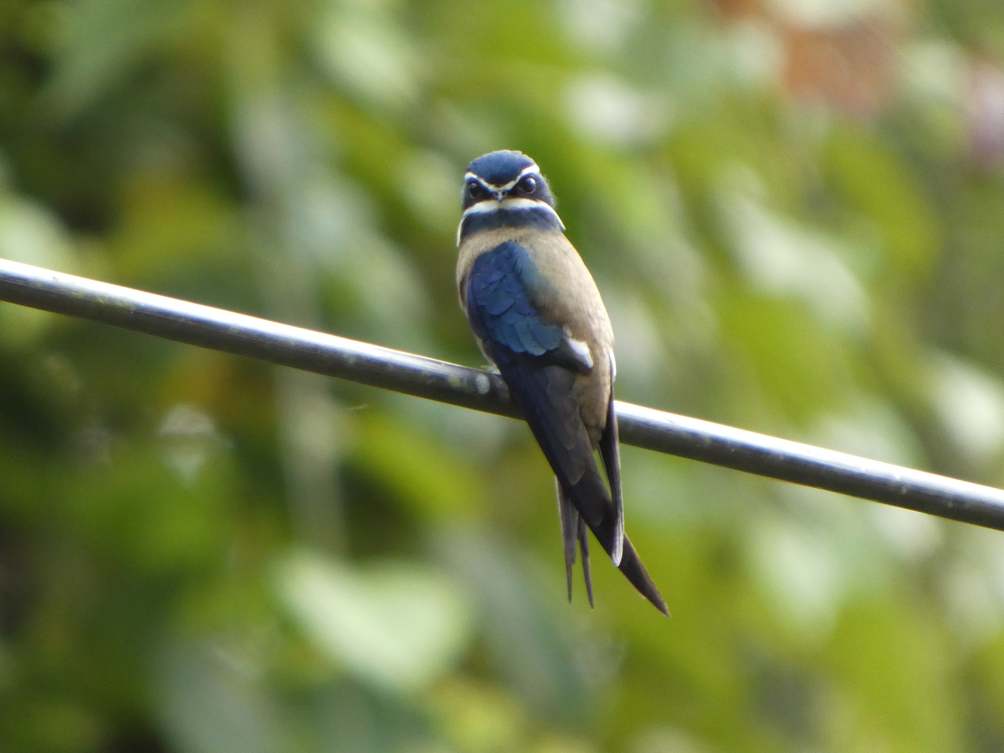 Whiskered Treeswift (Hemiprocne comata), photo 9