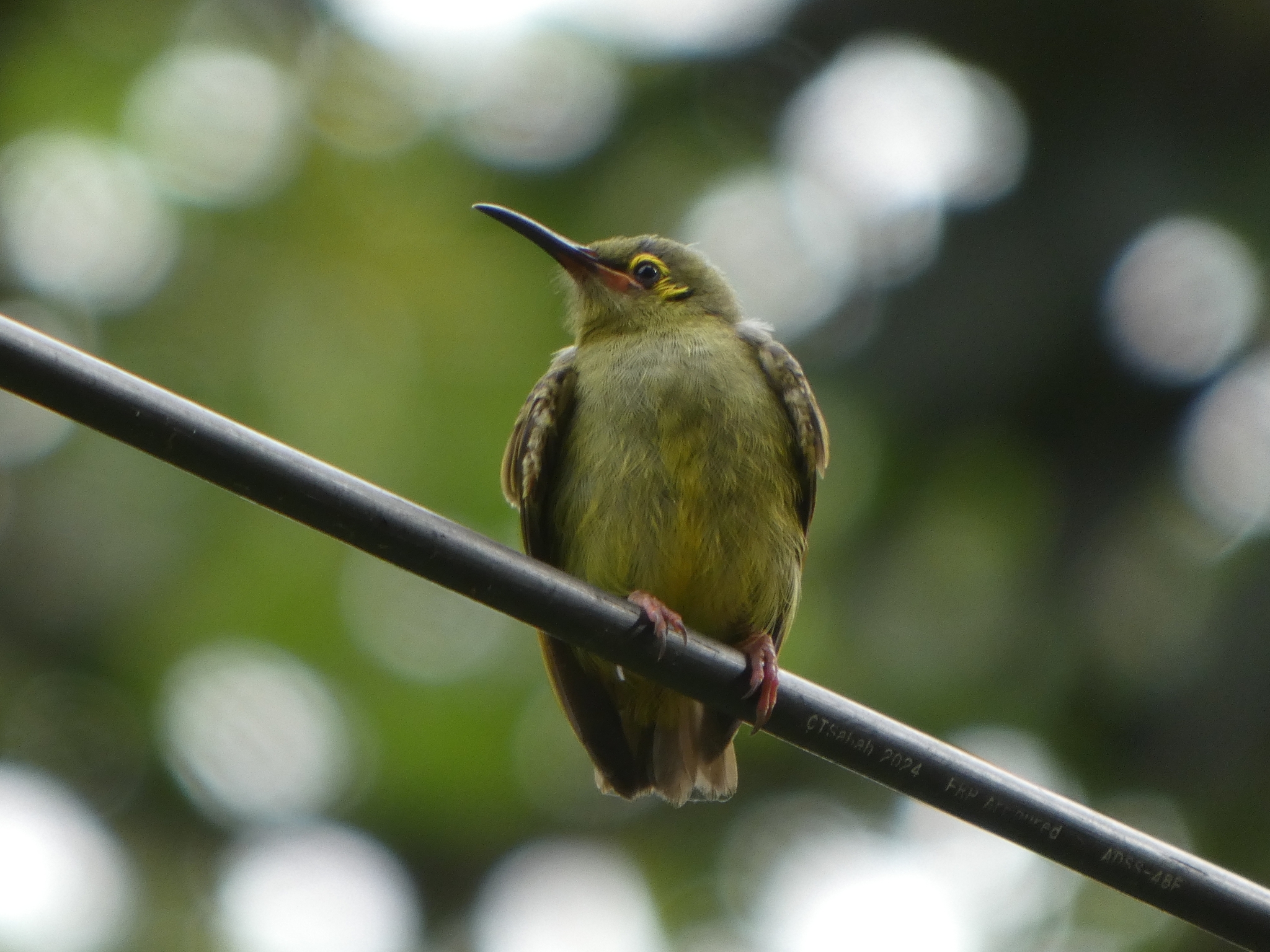 Yellow-eared Spiderhunter (Arachnothera chrysogenys), photo 1