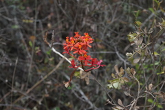 Epidendrum blepharistes