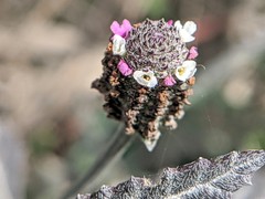 Lippia stoechadifolia