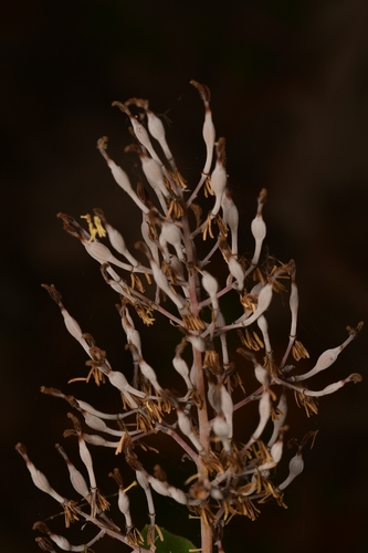 Bocconia latisepala (Bocconia latisepala)