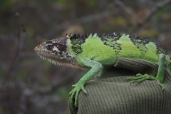 Polychrus peruvianus