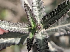 Lippia stoechadifolia