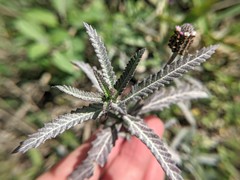 Lippia stoechadifolia