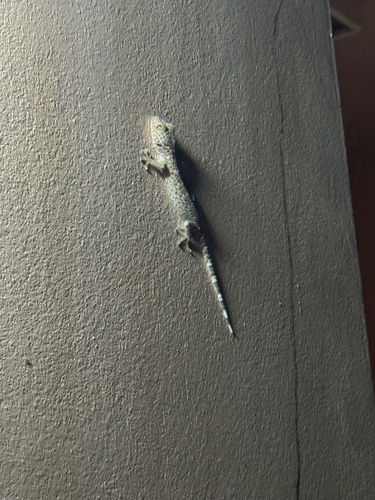 Tokay Gecko