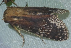 Stictopterinae