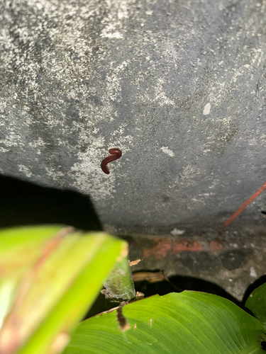 Rusty Millipede