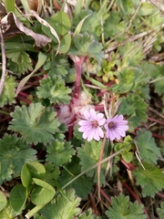 Geranium molle