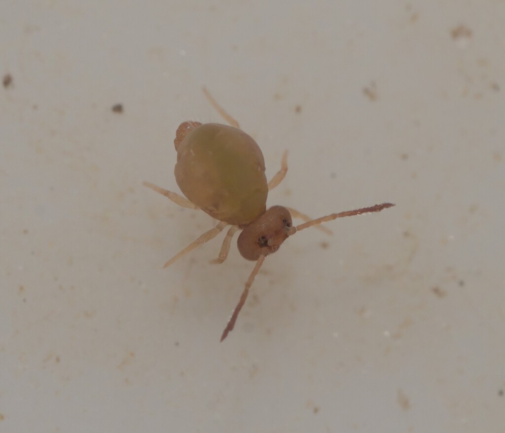 Dicyrtoma mithra