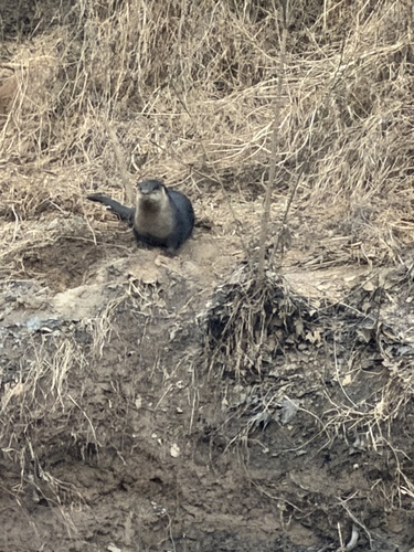 North American River Otter observed by deborahkmckinnon56