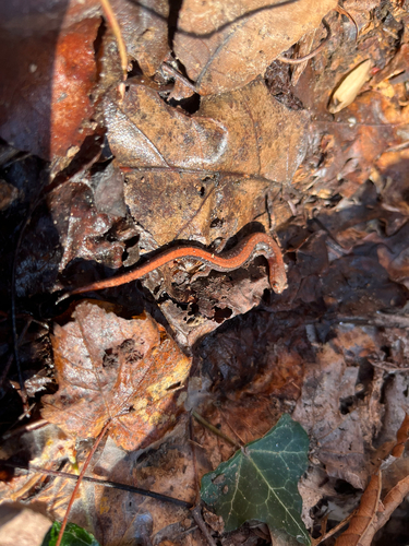 Eastern Red-backed Salamander observed by mattdull