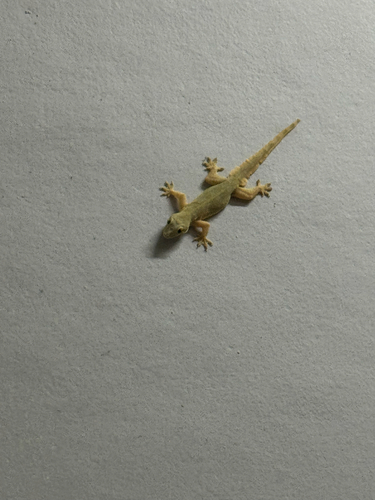 Flat-tailed House Gecko