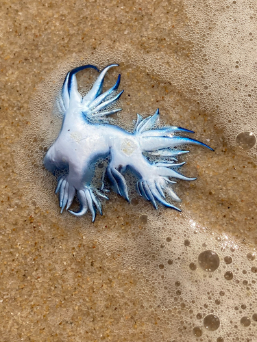 Glaucus atlanticus