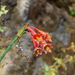 Clinanthus - Photo (c) danplant,  זכויות יוצרים חלקיות (CC BY-NC), הועלה על ידי danplant