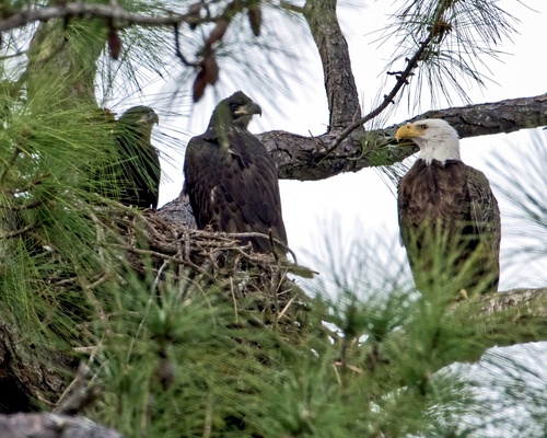 Bald Eagle photographed in Florida