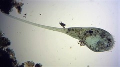 Stentor coeruleus