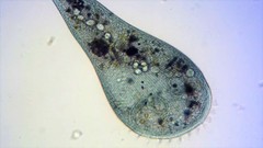 Stentor coeruleus