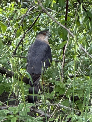 Cooper's Hawk observed by rockpaperstar11