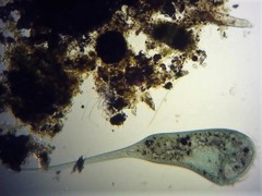 Stentor coeruleus