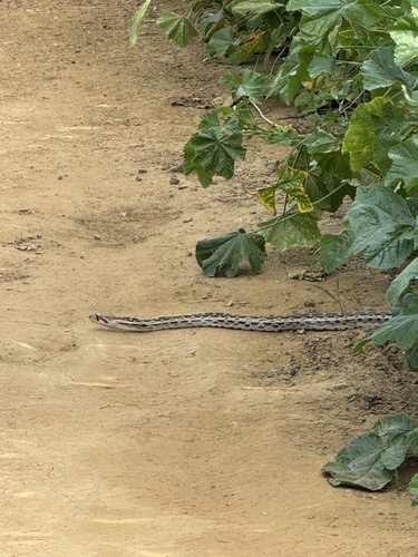 Gopher Snake observed by firstwinter