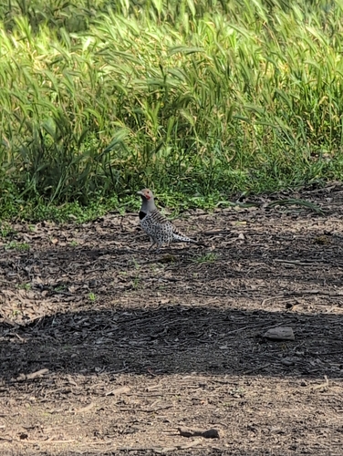 Northern Flicker observed by robertg916