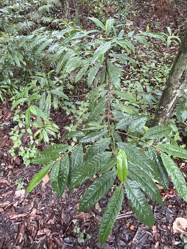 blue quandong (Elaeocarpus grandis)