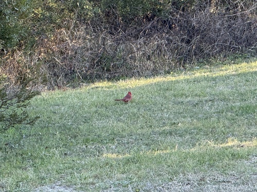 Northern Cardinal