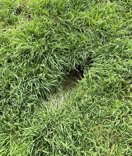 Western Burrowing Owl observed by theonetruekat