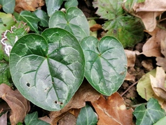 Cyclamen hederifolium