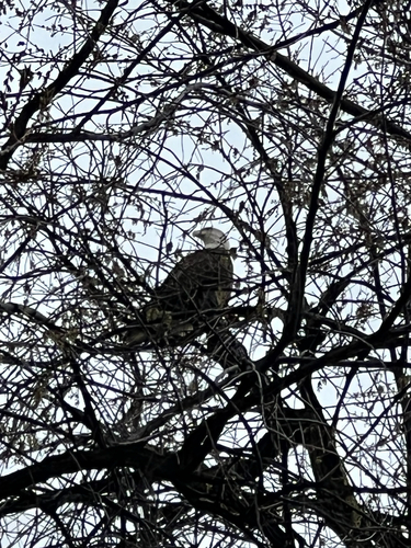 Bald Eagle